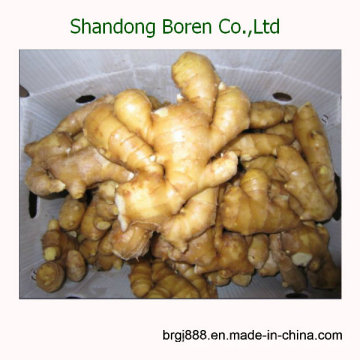 2015 Chinese Hot Sale Fresh Yellow Ginger